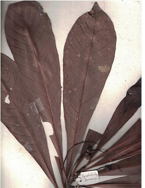 Agrostistachys borneensis: Herbarium scans from the Anamalai Hills