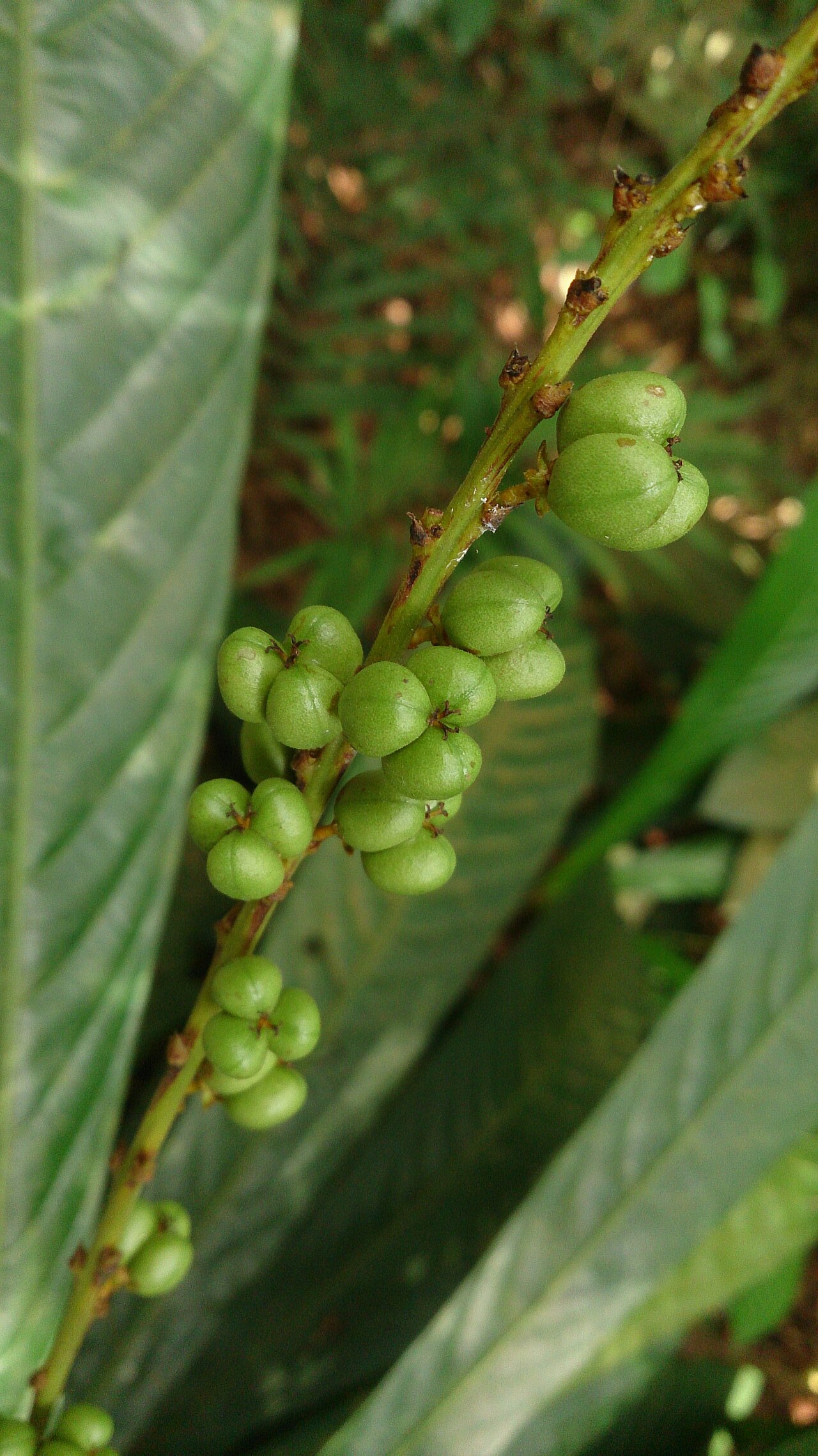 Agrostistachys borneensis: Agrostistachys longifolia. Syn: Agrostistachys borneensis Common names: Leaf Litter Plant. Bornean Jenjulong. Jenjulong. Commonly found near the ground in fores