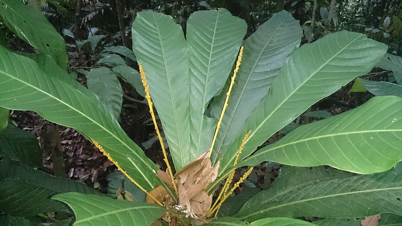 Agrostistachys borneensis: Agrostistachys longifolia. Syn: Agrostistachys borneensis Common names: Leaf Litter Plant. Bornean Jenjulong. Jenjulong. Commonly found near the ground in fores