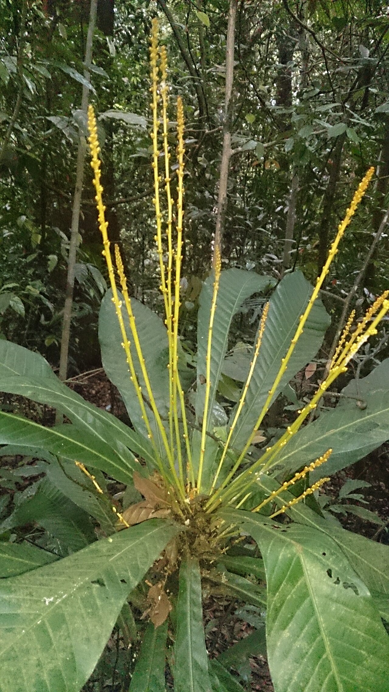 Agrostistachys borneensis: Agrostistachys longifolia. Syn: Agrostistachys borneensis Common names: Leaf Litter Plant. Bornean Jenjulong. Jenjulong. Commonly found near the ground in fores