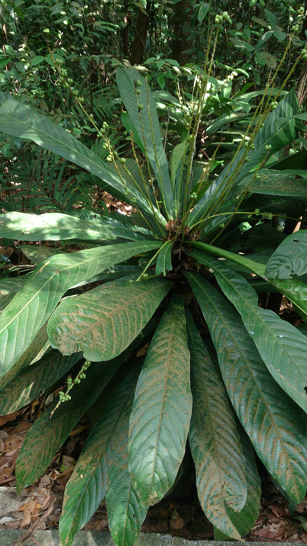 Agrostistachys borneensis: Agrostistachys longifolia. Syn: Agrostistachys borneensis Common names: Leaf Litter Plant. Bornean Jenjulong. Jenjulong. Commonly found near the ground in fores