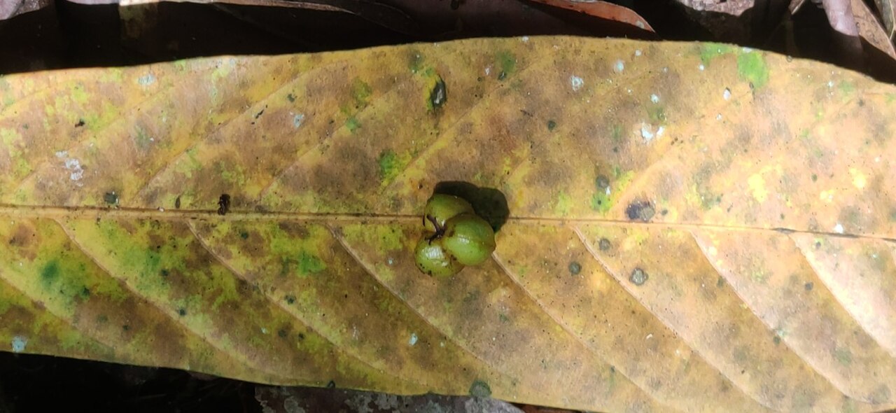 Agrostistachys borneensis: Capsular fruit of Agrostistachys borneensis on the forest floor from the rainforests of Anamalai Tiger Reserve, Western Ghats // Photographed in Manambolly Rang