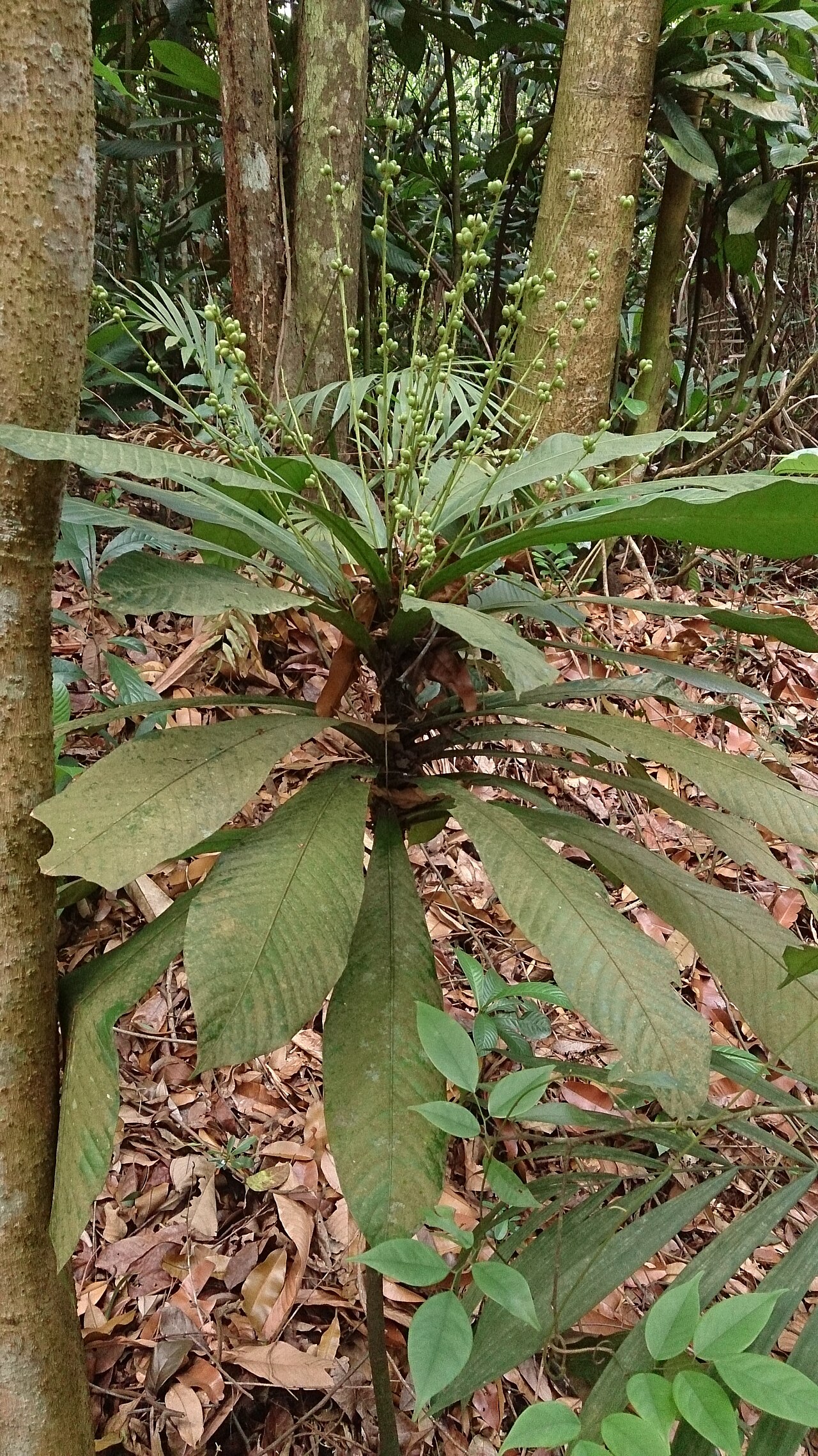 Agrostistachys borneensis: Agrostistachys longifolia. Syn: Agrostistachys borneensis Common names: Leaf Litter Plant. Bornean Jenjulong. Jenjulong. Commonly found near the ground in fores