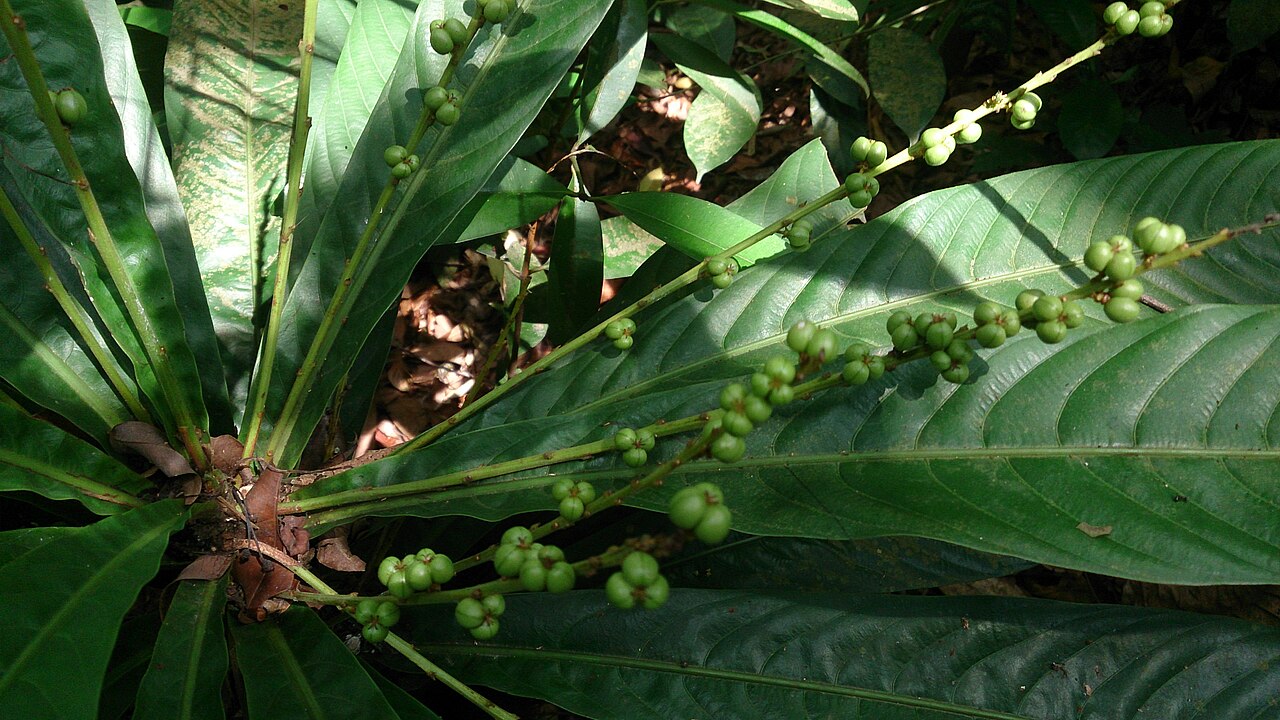 Agrostistachys borneensis: Agrostistachys longifolia. Syn: Agrostistachys borneensis Common names: Leaf Litter Plant. Bornean Jenjulong. Jenjulong. Commonly found near the ground in fores
