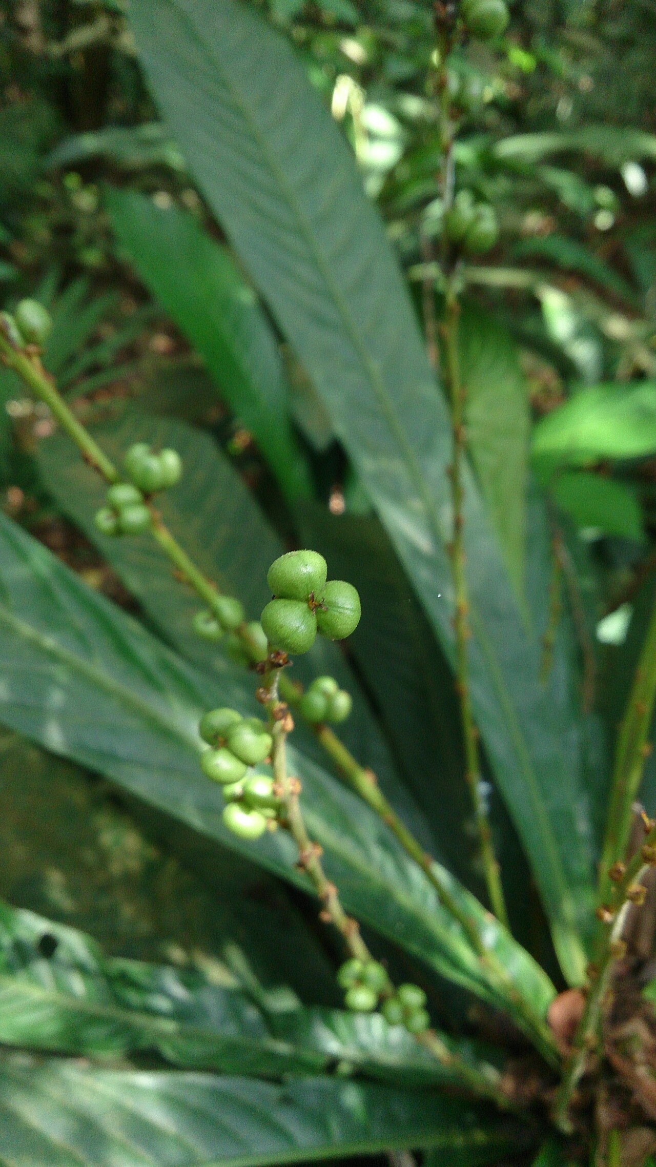 Agrostistachys borneensis: Agrostistachys longifolia. Syn: Agrostistachys borneensis Common names: Leaf Litter Plant. Bornean Jenjulong. Jenjulong. Commonly found near the ground in fores
