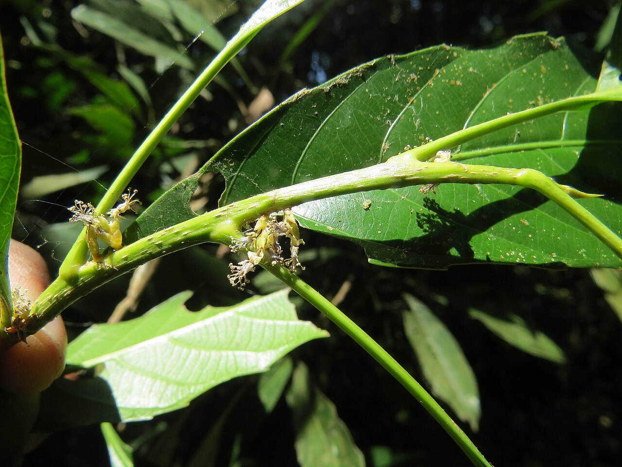 Agrostistachys indica: Photos by Vinayaraj