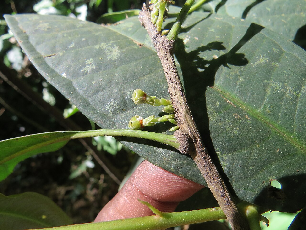 Agrostistachys indica: Photos by Vinayaraj