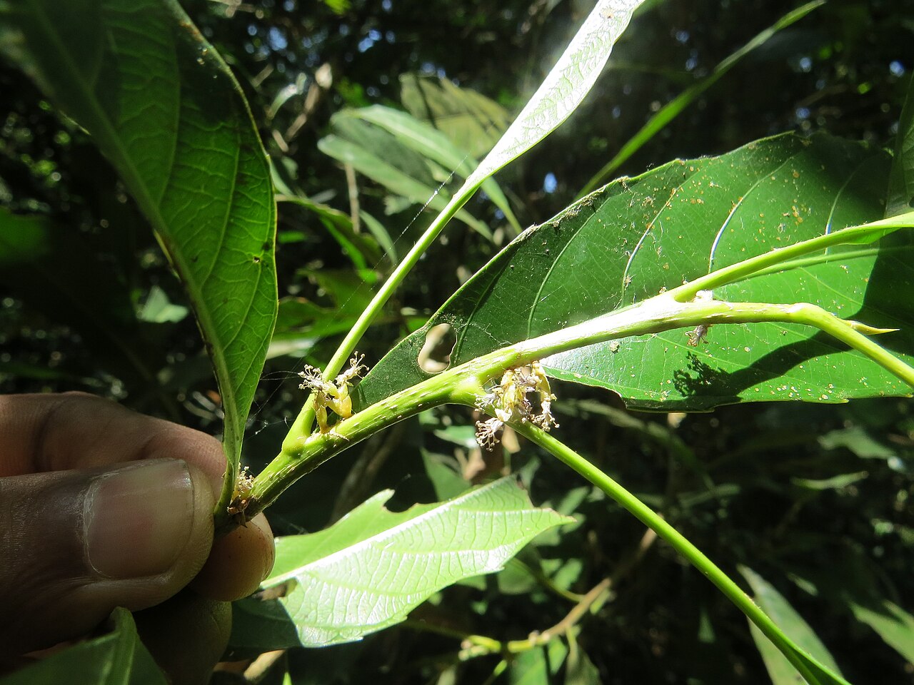 Agrostistachys indica: Photos by Vinayaraj