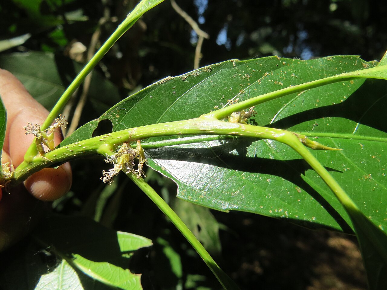 Agrostistachys indica: Photos by Vinayaraj