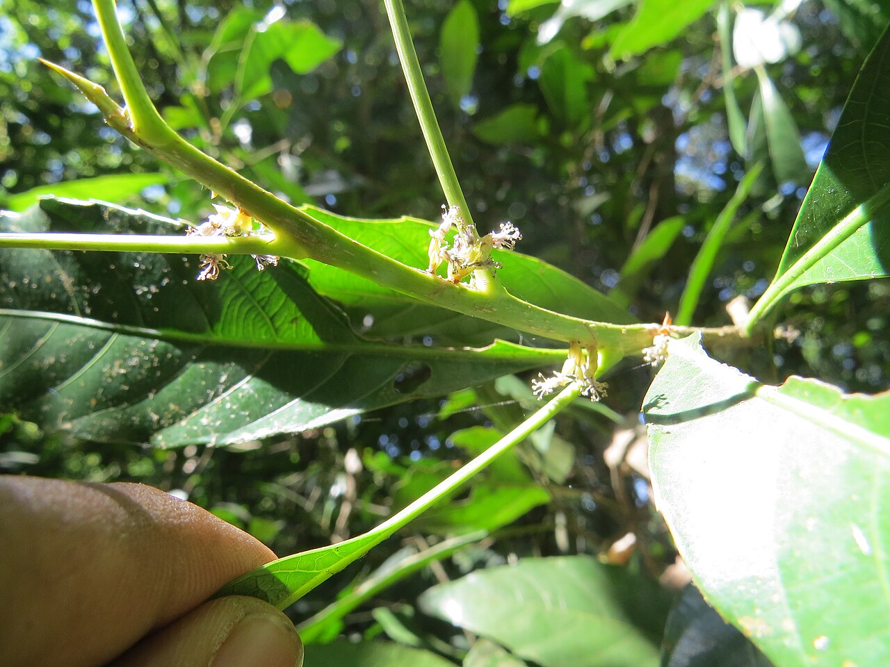 Agrostistachys indica: Photos by Vinayaraj