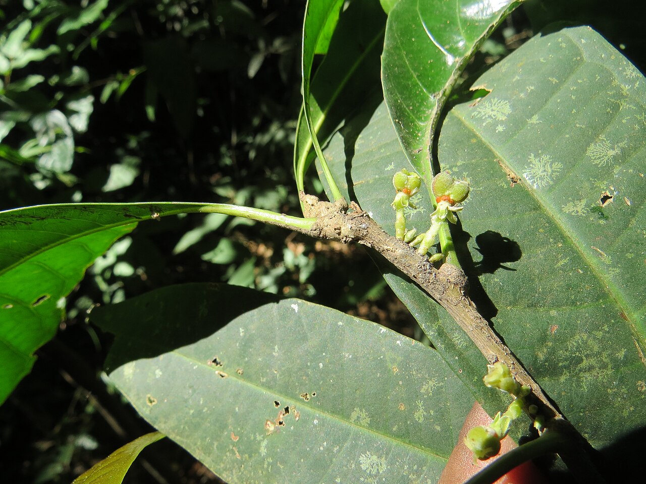 Agrostistachys indica: Photos by Vinayaraj