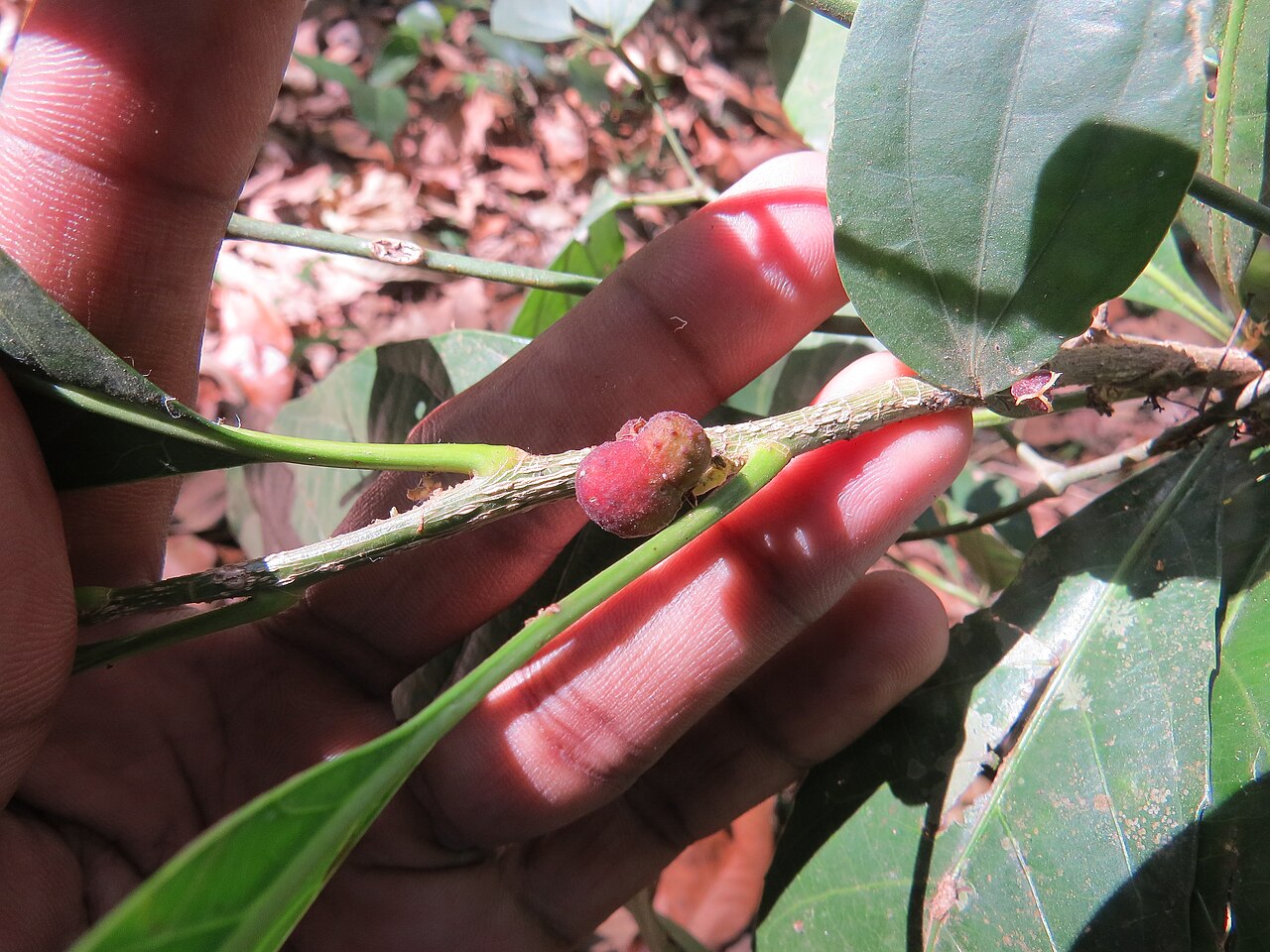 Agrostistachys indica: Photos by Vinayaraj