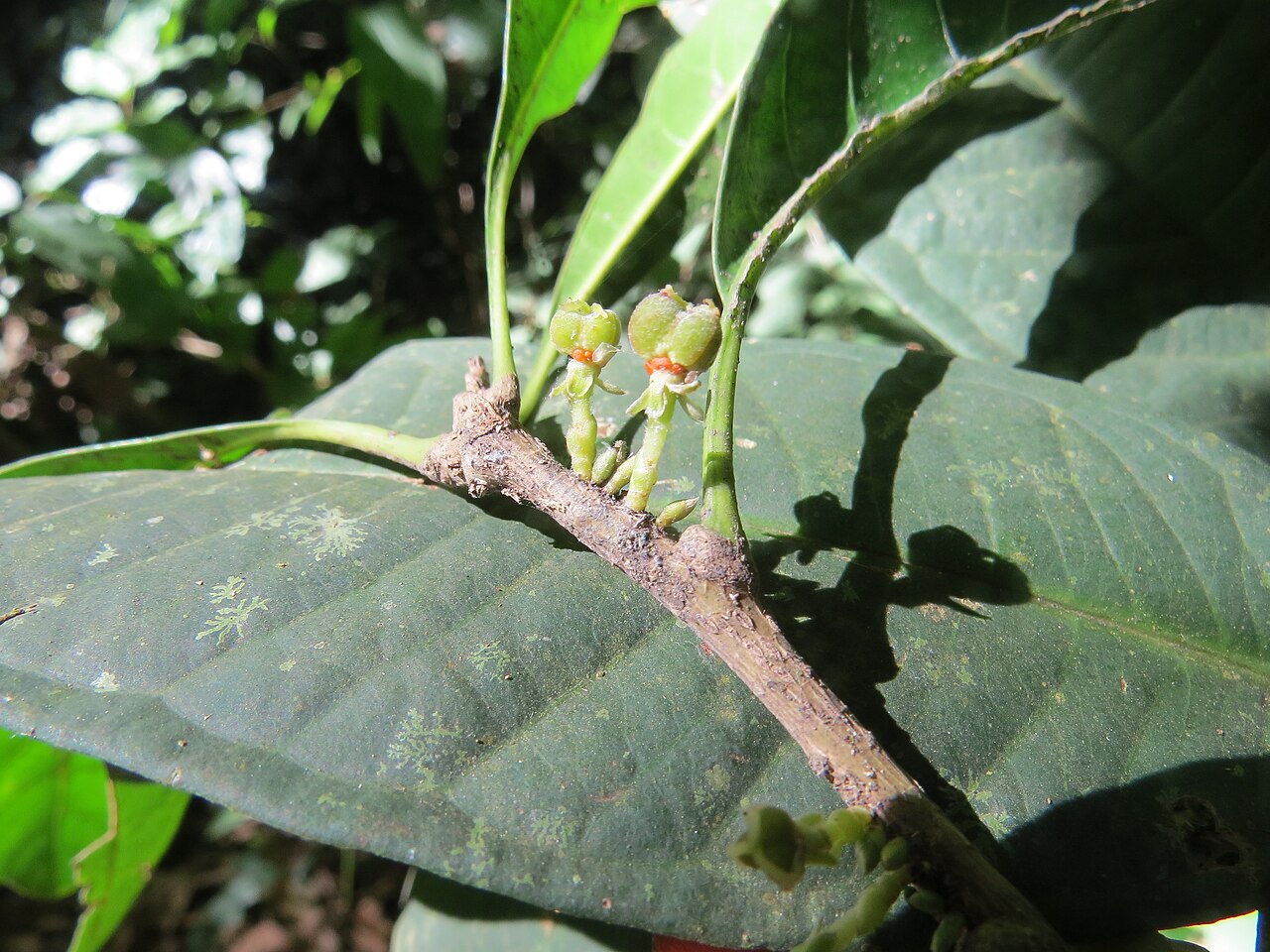 Agrostistachys indica: Photos by Vinayaraj