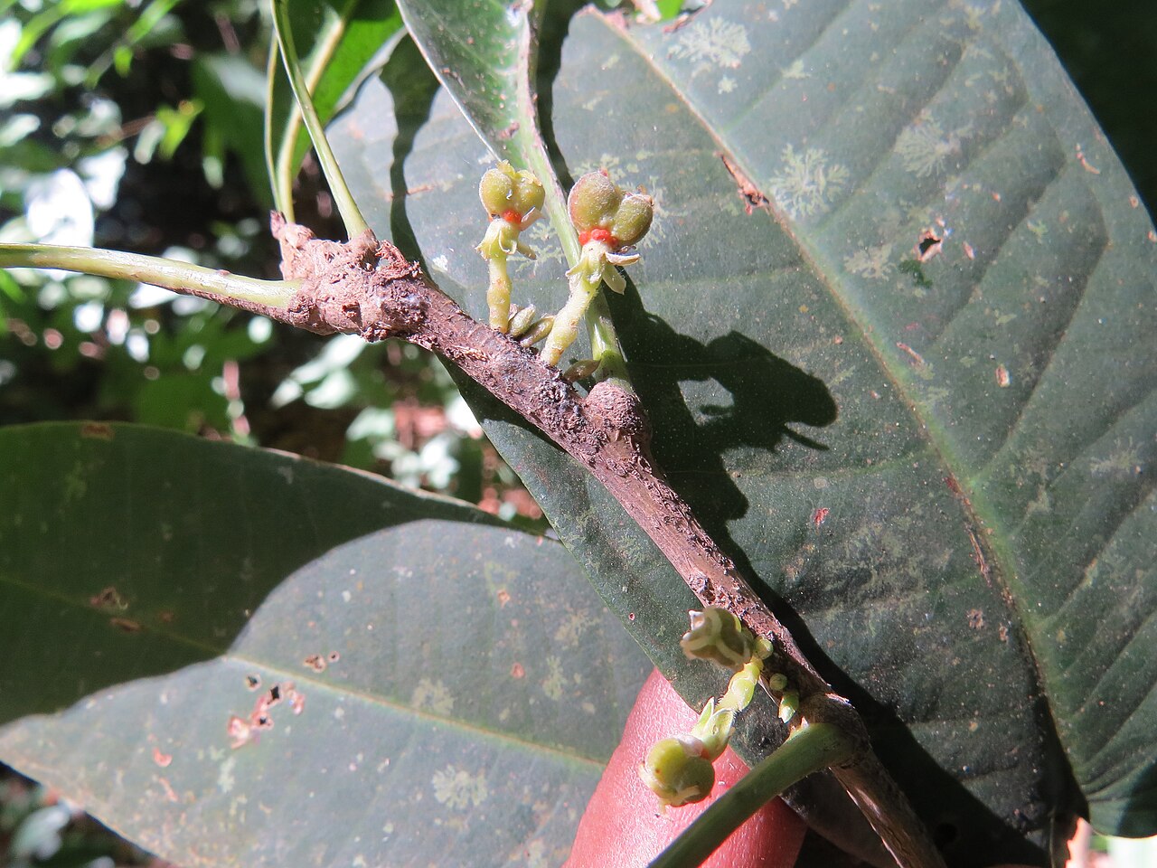 Agrostistachys indica: Photos by Vinayaraj