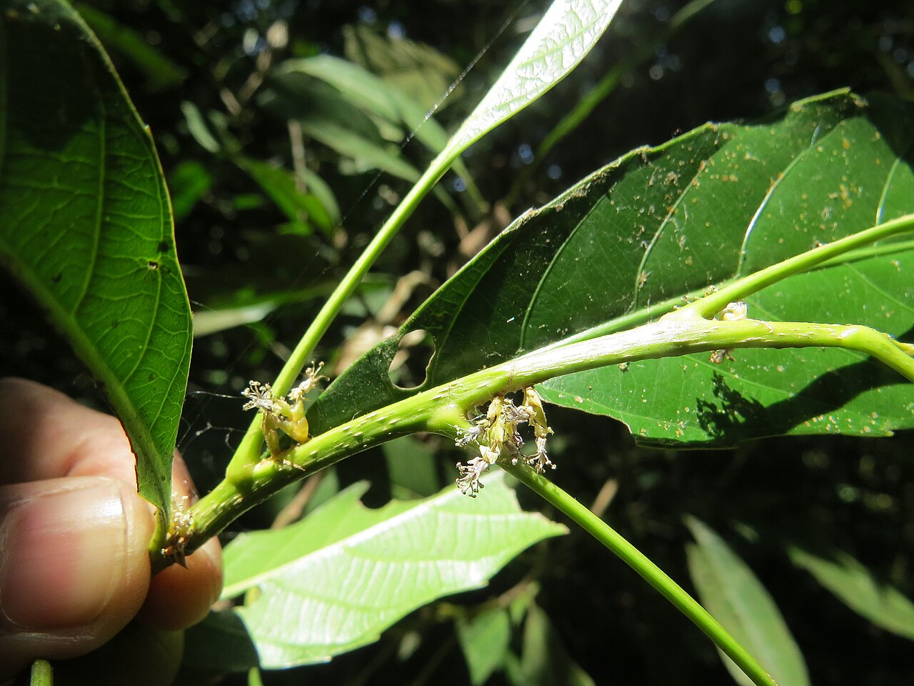 Agrostistachys indica: Photos by Vinayaraj