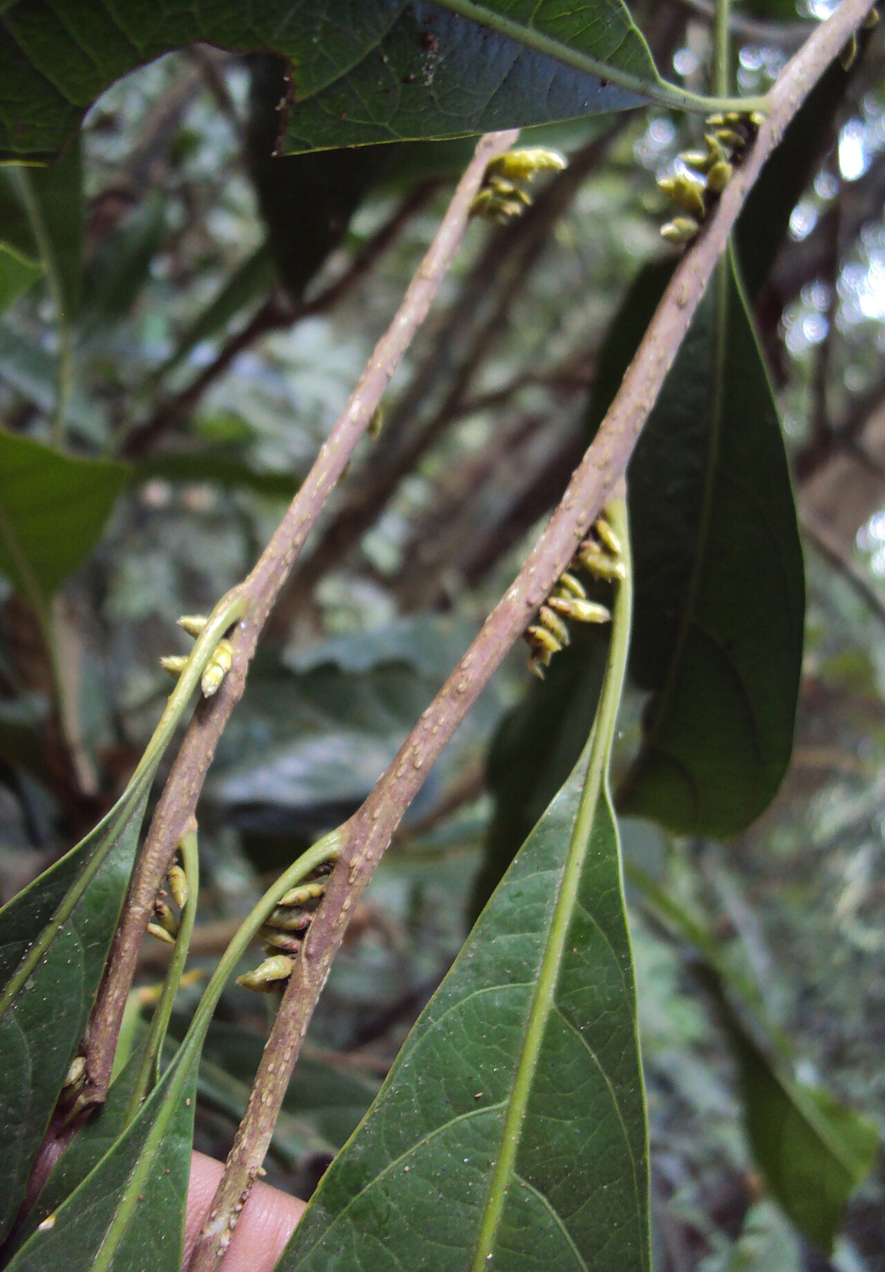 Agrostistachys indica: Agrostistachys indica