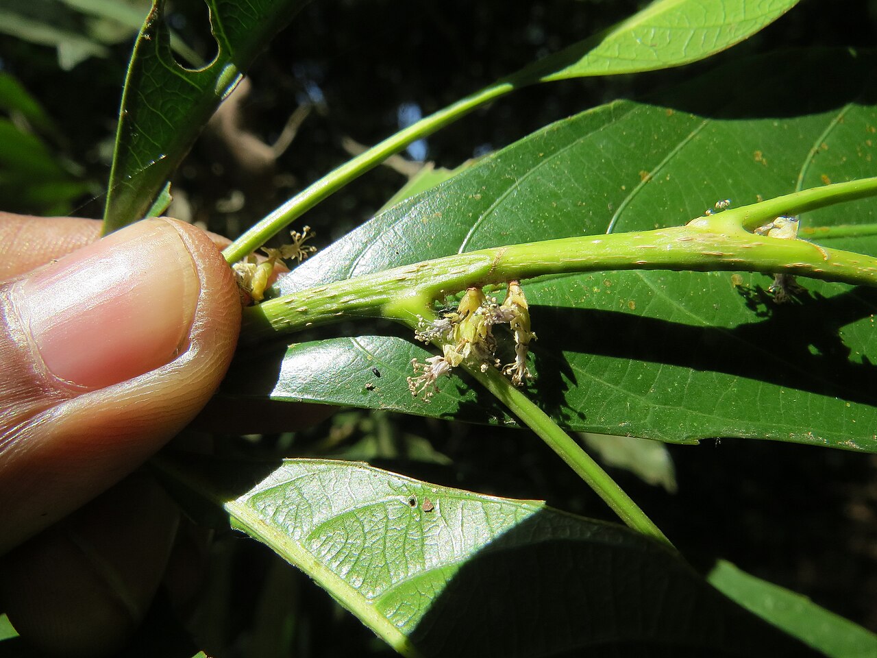 Agrostistachys indica: Photos by Vinayaraj