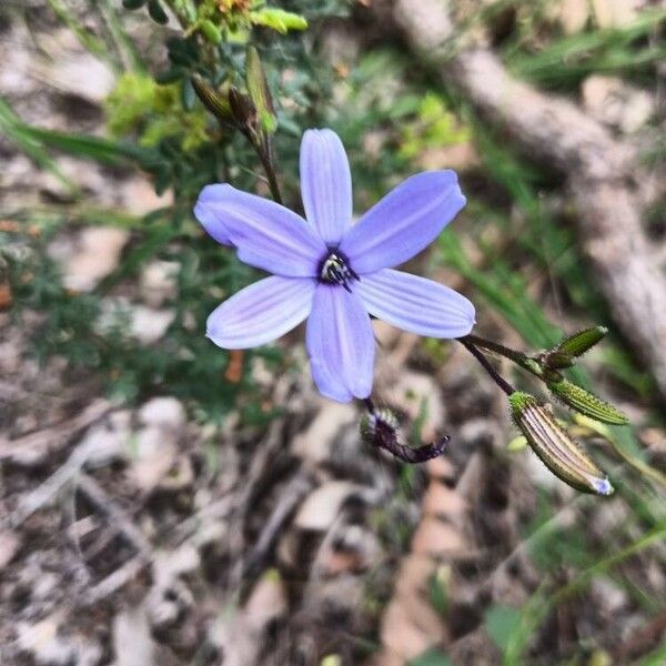 Agrostocrinum hirsutum (Agrostocrinum hirsutum)
