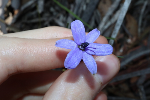 Agrostocrinum scabrum (Agrostocrinum scabrum)