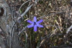 Agrostocrinum scabrum (Agrostocrinum scabrum)