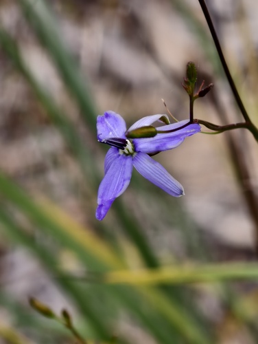 Agrostocrinum scabrum (Agrostocrinum scabrum)
