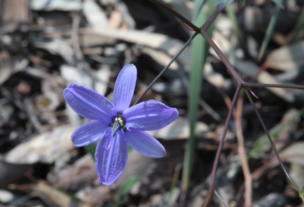 Agrostocrinum scabrum (Agrostocrinum scabrum)