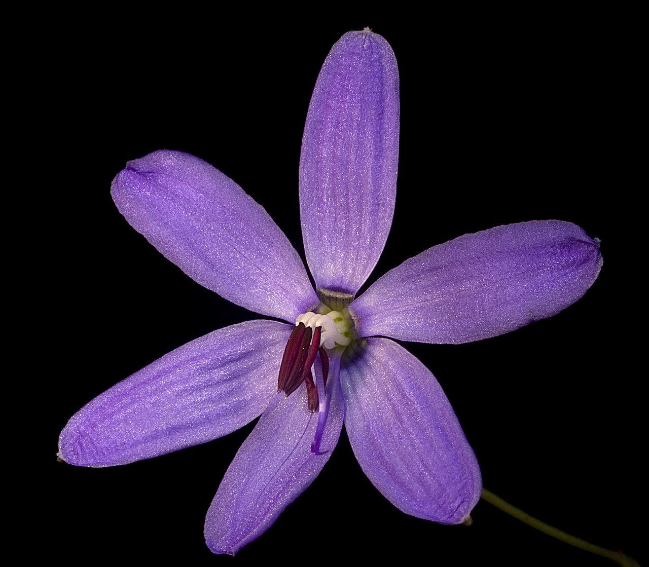 Agrostocrinum scabrum: KRT3474