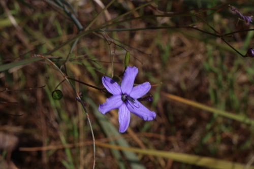Agrostocrinum scabrum (Agrostocrinum scabrum)