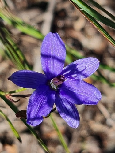 Agrostocrinum scabrum (Agrostocrinum scabrum)