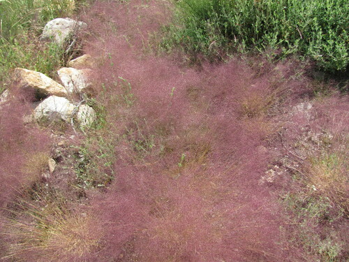 Agrostula truncatula (Agrostula truncatula)
