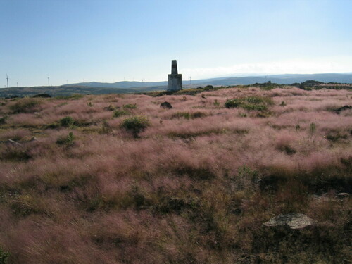 Agrostula truncatula (Agrostula truncatula)