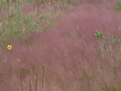 Agrostula truncatula (Agrostula truncatula)