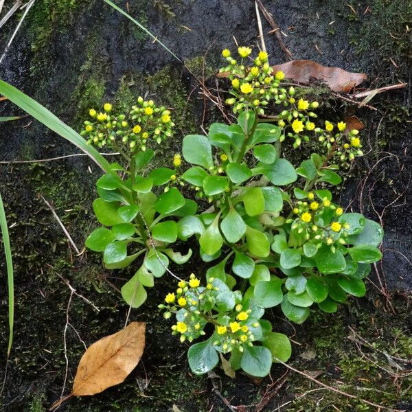 Aichryson divaricatum (Aichryson divaricatum)