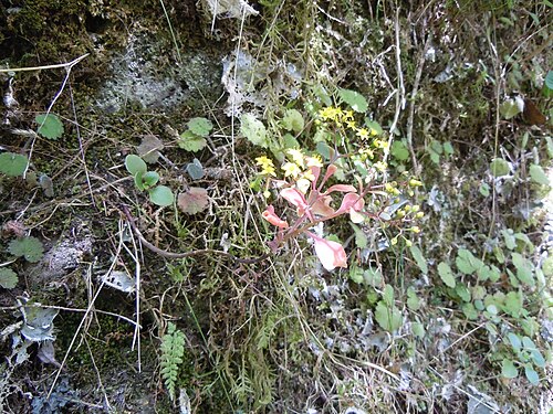 Aichryson divaricatum: Aichryson divaricatum - Levada do Caldeirão Verde - Madere