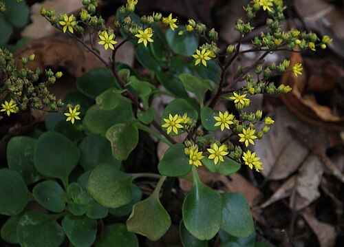 Aichryson divaricatum: Aichryson divaricatum