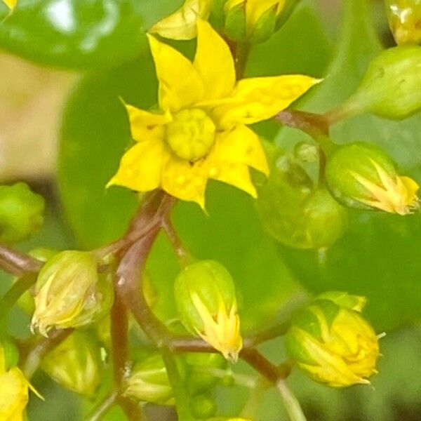 Aichryson divaricatum (Aichryson divaricatum)