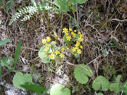 Aichryson divaricatum: Aichryson divaricatum - Levada do Caldeirão Verde - Madere