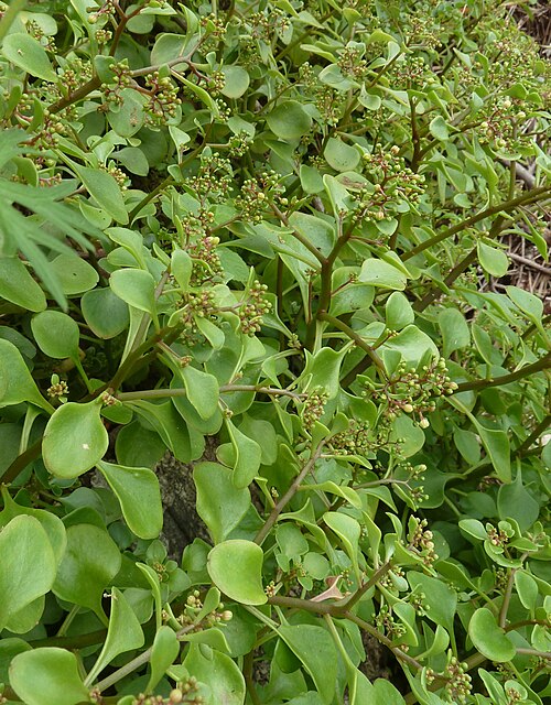 Aichryson divaricatum: Aichryson divaricatum , Madeira Island