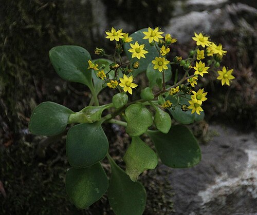 Aichryson divaricatum: Aichryson divaricatum