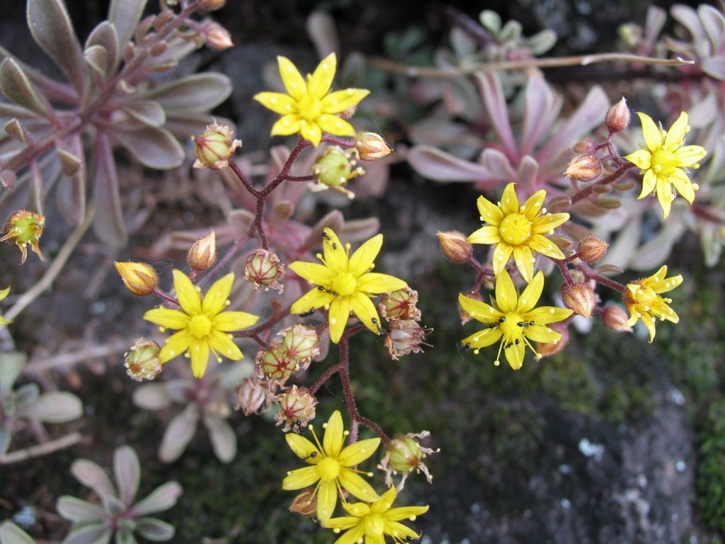 Aichryson dumosum: Aichryson dumosum
