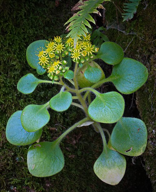 Aichryson laxum: Flower bloom on the Quinta de Regaleira grounds.