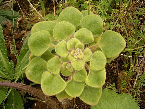 Aichryson laxum: Aichryson laxum growing in Barlovento , La Palma , Canary Islands