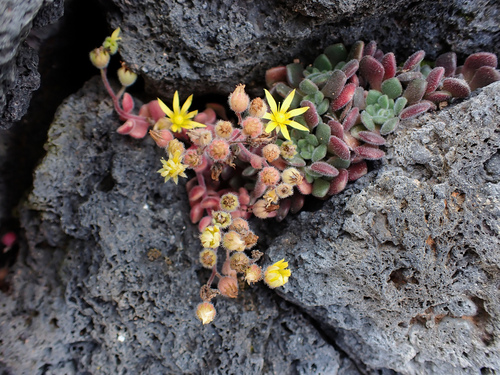 Aichryson tortuosum (Aichryson tortuosum)