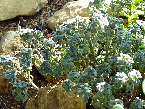 Aichryson tortuosum: Aeonium tortuosum in the Botanischer Garten Freiburg