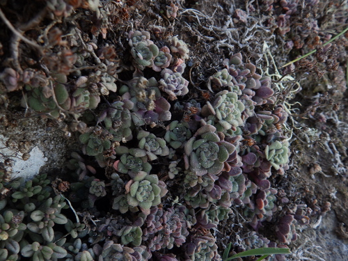 Aichryson tortuosum (Aichryson tortuosum)