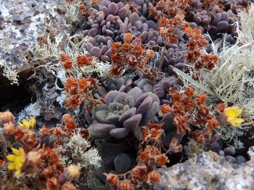 Aichryson tortuosum (Aichryson tortuosum)
