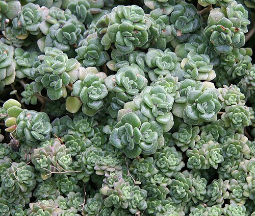 Aichryson tortuosum: Aichryson tortuosum im Botanischen Garten Erlangen
