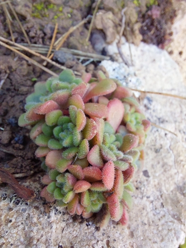Aichryson tortuosum (Aichryson tortuosum)