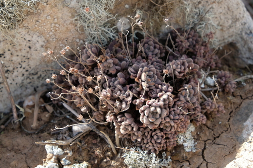 Aichryson tortuosum (Aichryson tortuosum)