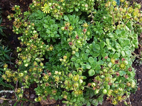 Aichryson tortuosum: Aichryson tortuosum in the Botanical Garden, Berlin